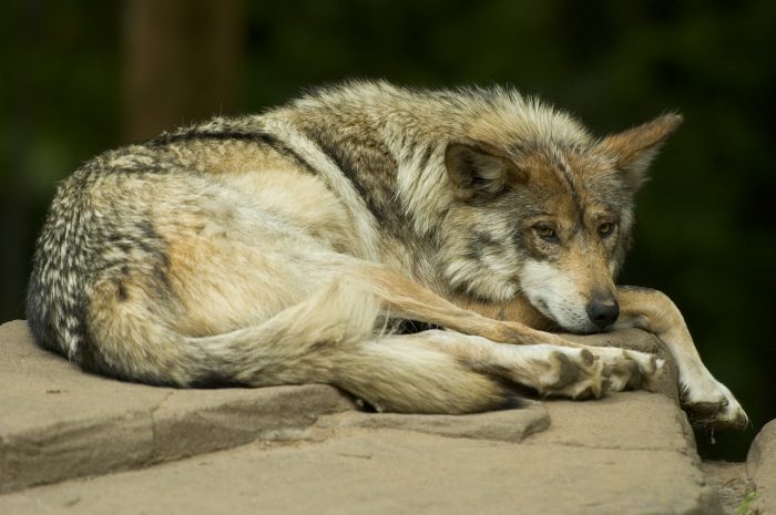 mexican_wolf_lounging